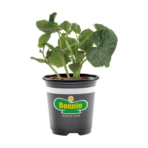Bonnie Plants 12 oz. Burpless Bush Cucumber, Live Plant