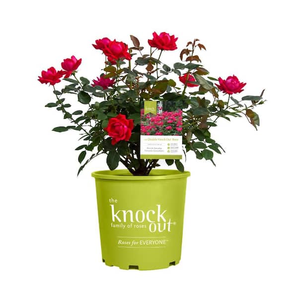 My Bouquet 2 Gal. Red Double Knockout Rose Bush with Red Flowers