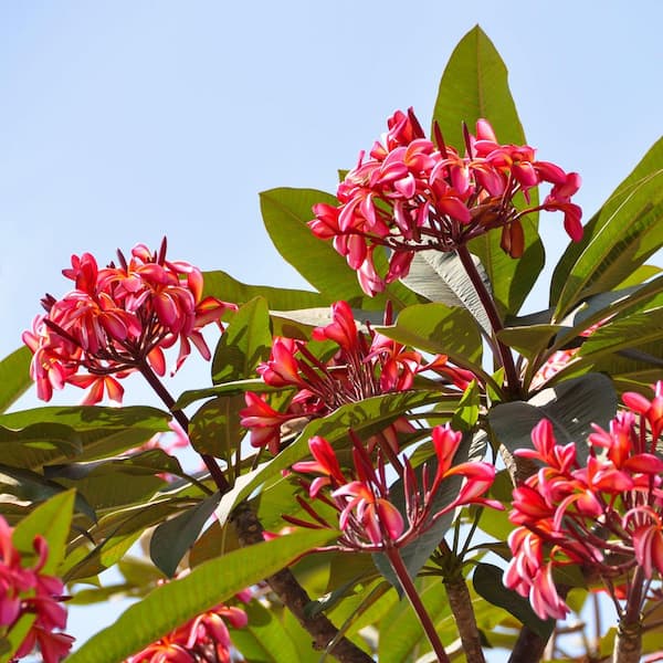 プルメリアRed Jamaica プルメリアRed Jamaica ①