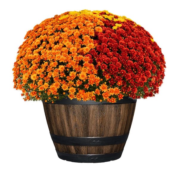 Reedley 16 in. Dia. x 11.5 in. H Medium Kentucky Walnut Brown Round Lightweight Resin Wine Barrel Planter