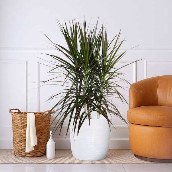 Reviews for Vigoro 12 in. Vigoro Dracaena Marginata Plant in White Decor  Pot | Pg 1 - The Home Depot