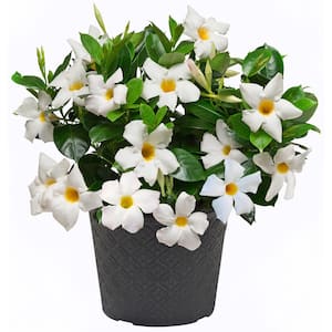 0.9 Gal. (#9) Patio Pot Dipladenia Flowering Annual Shrub with White Blooms