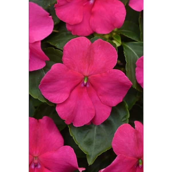 BEACON 1 Qt. Rose Beacon Impatiens Outdoor Annual Plant with Pink Flowers (12-Pack)