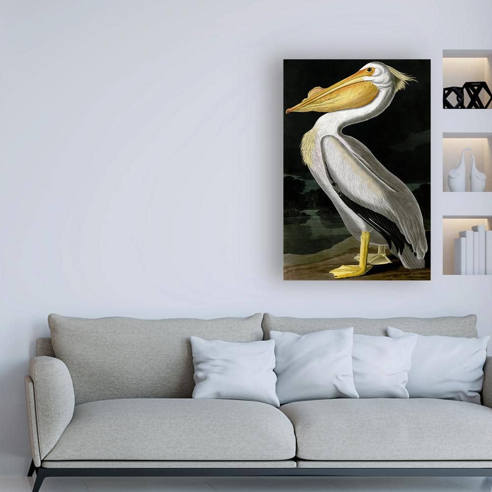 American White Pelican Graphic Art on Canvas