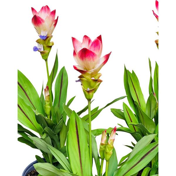 BOTANICLY Curcuma Height: 55 cm Turmeric PlantSiam Splash with Pink Gift Wrapping Flowering Plant