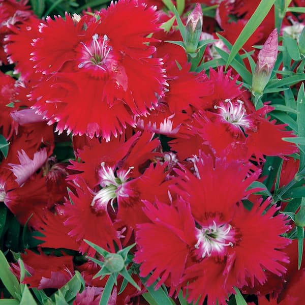 Costa Farms 1.25-Pint Red Dianthus Plant