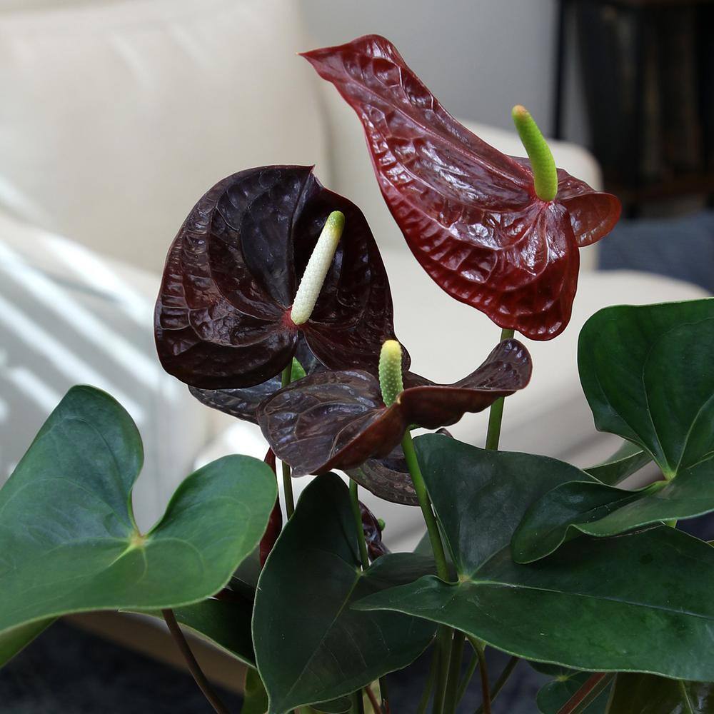 Chocolate Flamingo Anthurium in Black Grower Pot, 24" Tall