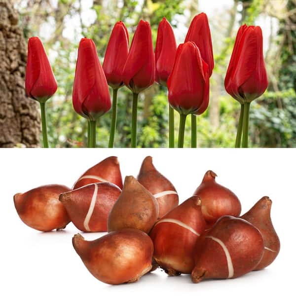 Tulip Lucky One Bulbs (20-Pack)