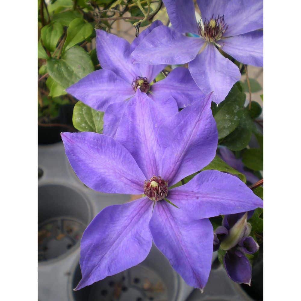 Clematis Elsa Spath-3 Live Plants in 4 in. Growers Pots-Clematis Elsa Spath Beautiful Dark Lavender Flowering price history on PriceWatchPro