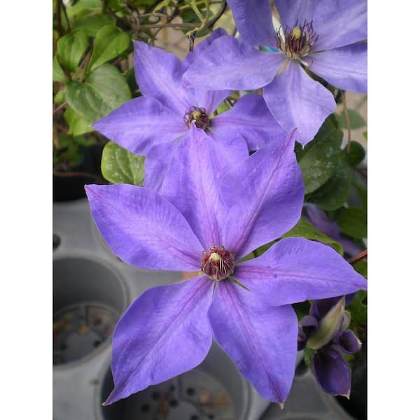 Wekiva Foliage Clematis Elsa Spath-3 Live Plants in 4 in. Growers Pots-Clematis Elsa Spath Beautiful Dark Lavender Flowering