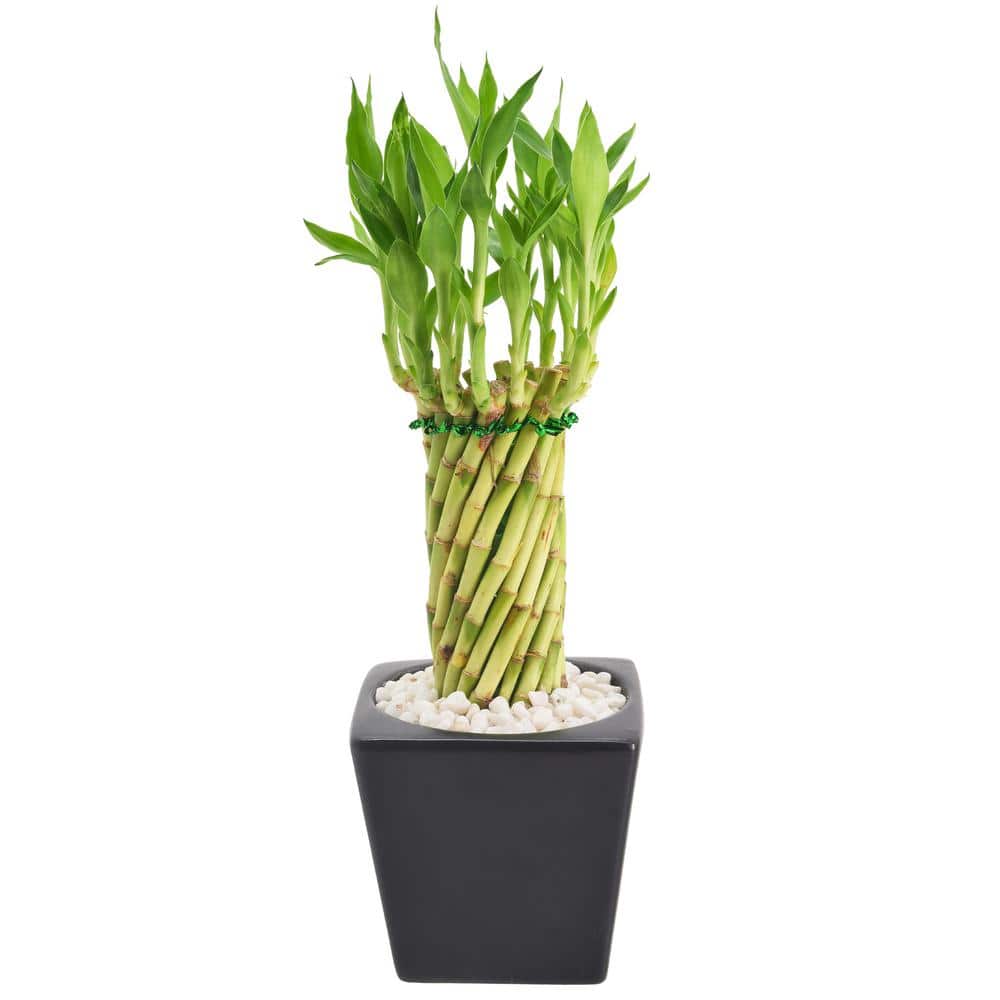 Carolina Tornado Lucky Bamboo in Black Ceramic Planter