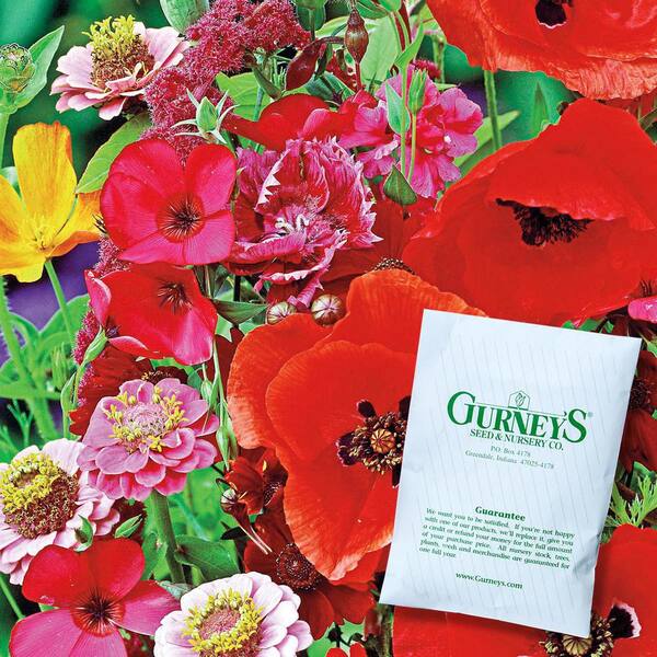 Gurney's Hummingbird and Butterfly Garden Annual Flowering Seed Mixture (300 Seed Packet)