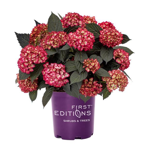 FIRST EDITIONS 2 Gal. Eclipse Hydrangea Shrub with Cranberry Flowers ...