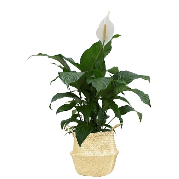 Low Light - House Plants - The Home Depot