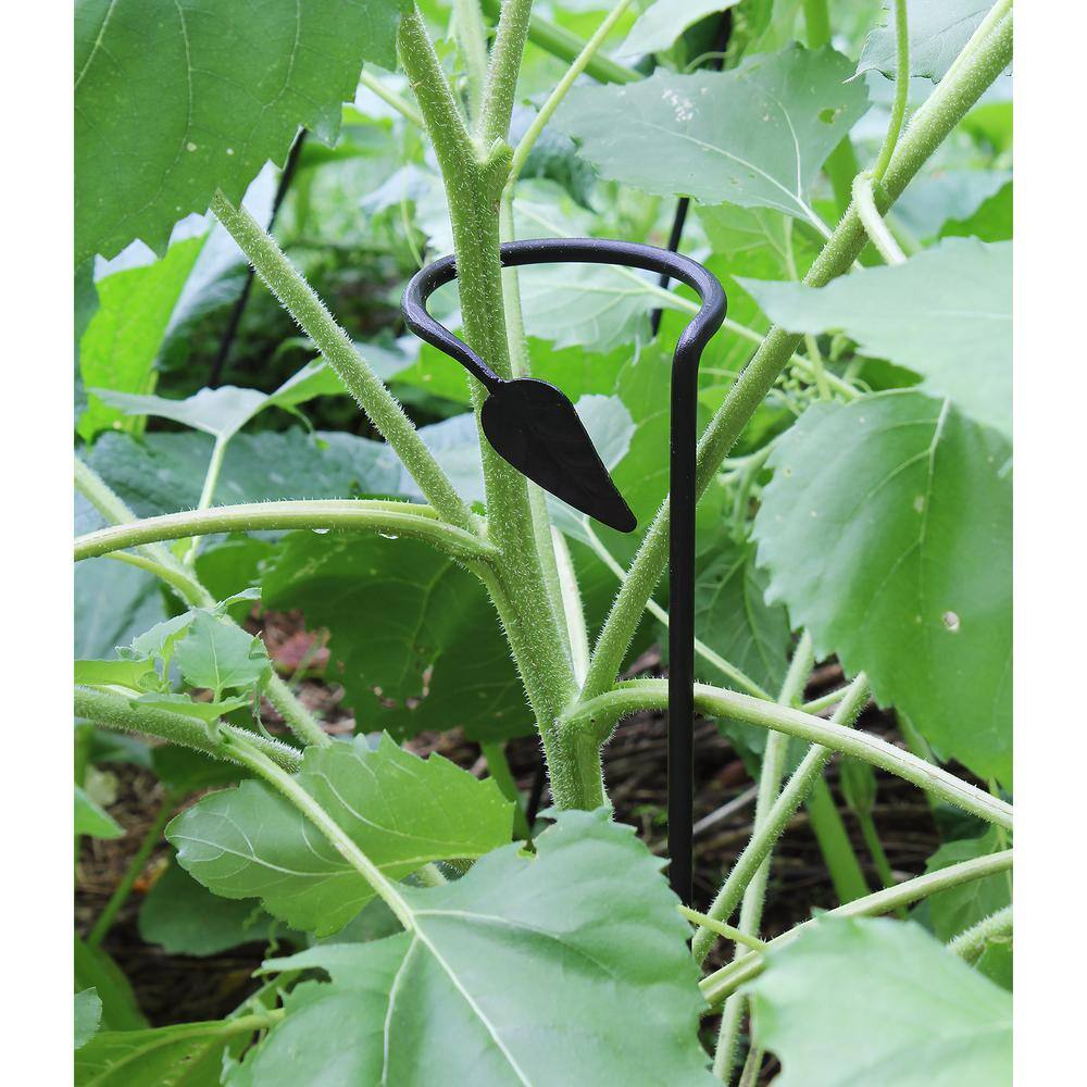 Black Wrought Iron 40-Inch Plant Support Stakes, Set of 6