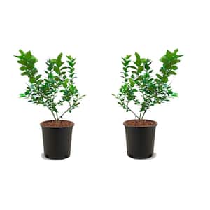 1 Gal. Duke Blueberry Plant (2-Pack)