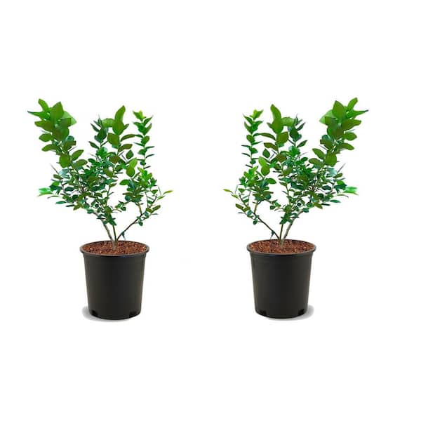 1 Gal. Duke Blueberry Plant (2-Pack)