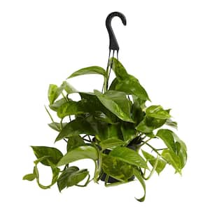 6 in. Golden Pothos (Epipremnum Aureus) Plant in Grower Pot