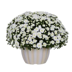 1 Gal. White Mum Chrysanthemum White Mumkin Planter Perennial Plant (1-Pack)