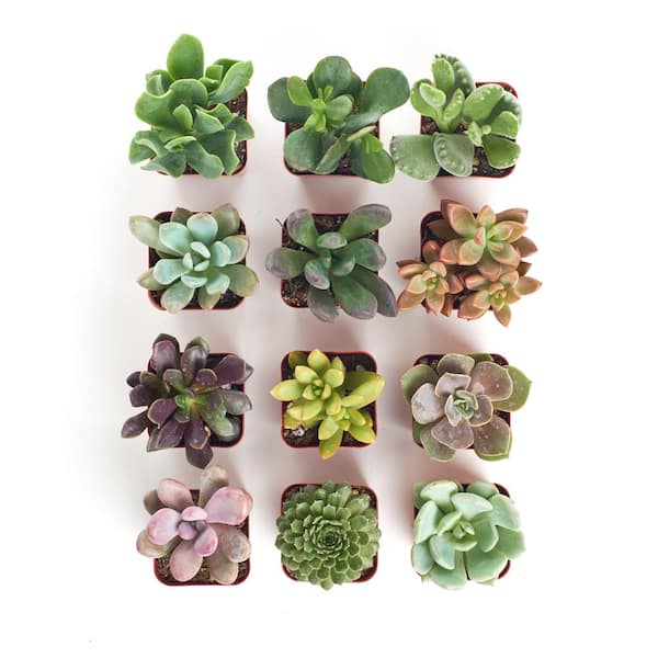 Shop Succulents 2 in. Unique Succulent (Collection of 12