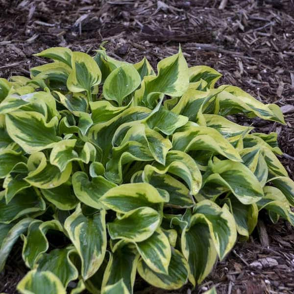 Pure Beauty Farms 2.5 Qt. Hosta Yellow Green Leaf Plant in 6.33 in. Grower's Pot (2-Pack)