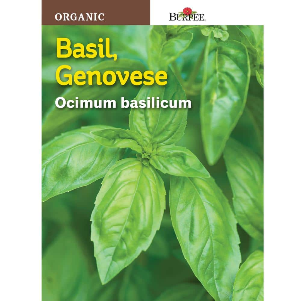 Burpee Genovese Organic Herb Basil Seed 64185 The Home Depot