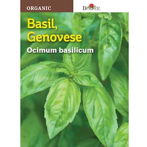 Genovese Organic Herb Basil Seed