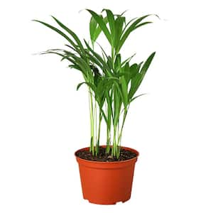 Areca Palm Dypsis Lutescens Plant in Plant in 6 in. Grower Pot