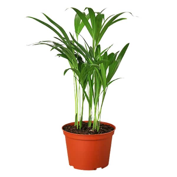 Unbranded Areca Palm Dypsis Lutescens Plant in Plant in 6 in. Grower Pot