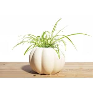 Ceramic Pumpkin Planter with Spider Plant Houseplant