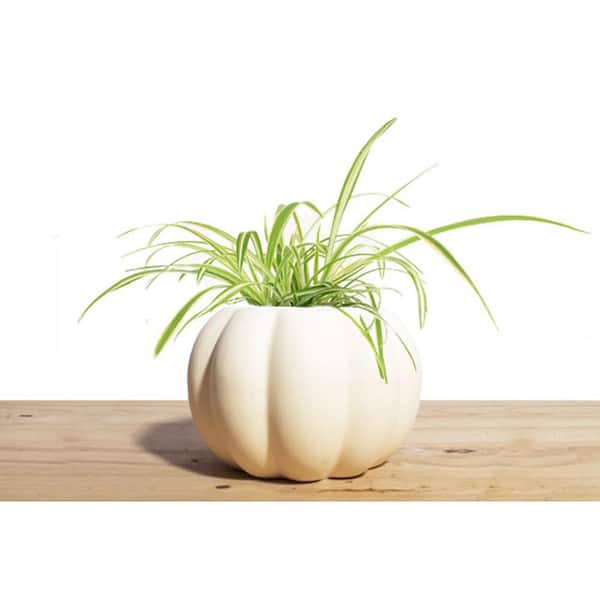 Shop Succulents Ceramic Pumpkin Planter with Spider Plant Houseplant