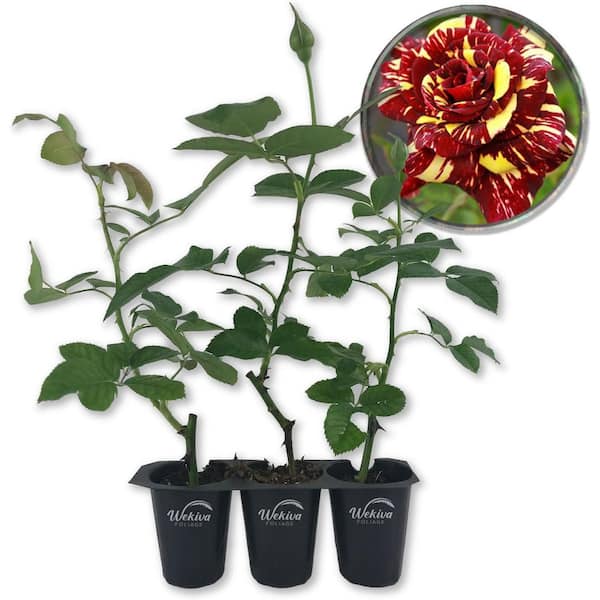 Wekiva Foliage Abracadabra Rose Bush-3 Live Starter Plants in 2 in. Pots-Beautifully Fragrant Heirloom Rose from Florida