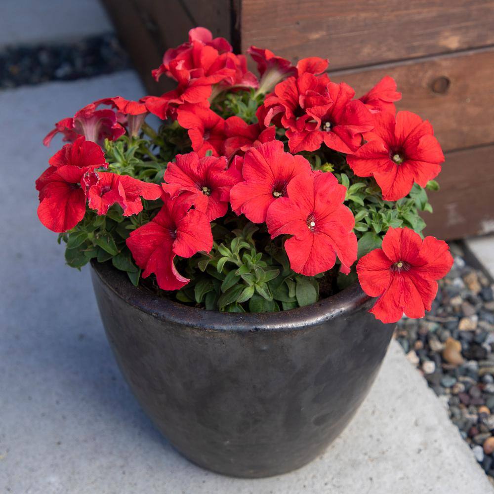 Red Petunia Flowering Plants in Black Pots 4-Pack