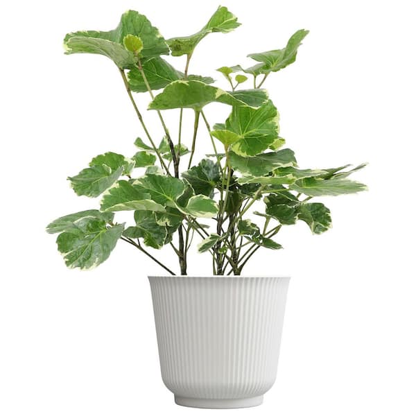 Variegated Aralia Balfouriana, 6 in. White Decorative Pot, Dinner Plate Plant, Unique Live Indoor House Plant Gift