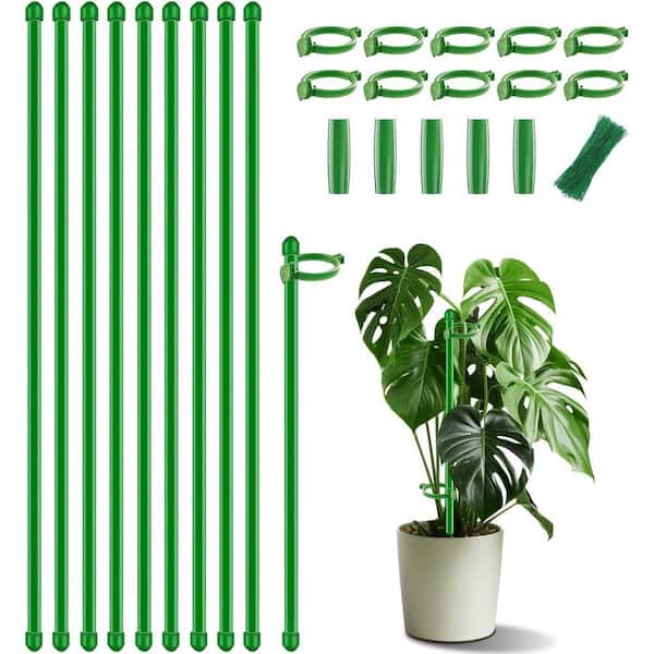 creeping fig indoor plant Buy Creeping fig Plant, Ficus pumila