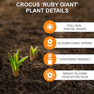 7/8 cm, Ruby Giant Snow Crocus Flower Bulbs, Purple (Bag of 100)