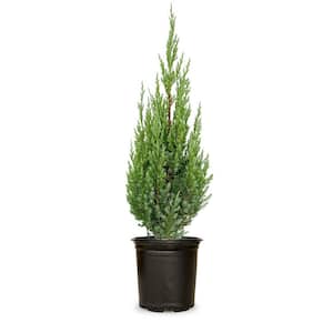 FLOWERWOOD 2.5 qt. Emerald Green Arborvitae (Thuja Occidentalis