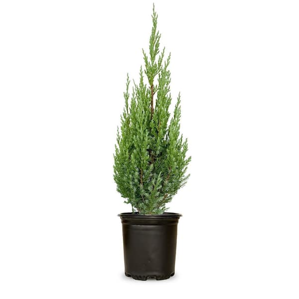 2.5 Qt. Blue Point Juniper - Live Evergreen Shrub/Tree