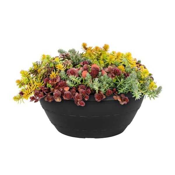 1.5 Gal. Sedum Colorbowl Perennial Plant