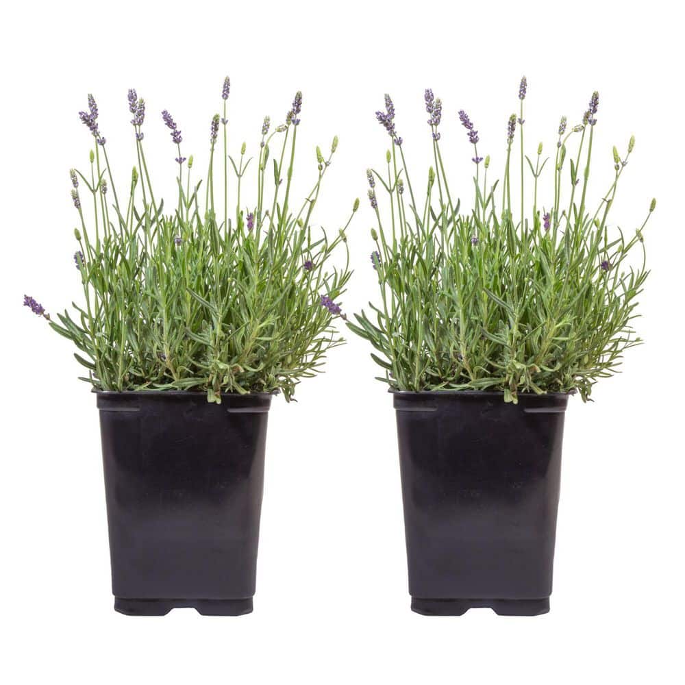 Costa Farms Outdoor Lavender Plant in 2 qt. Grower Pot, Avg. Shipping  Height 12 in. Tall (2-Pack) M-LVN-G-POT-02 - The Home Depot