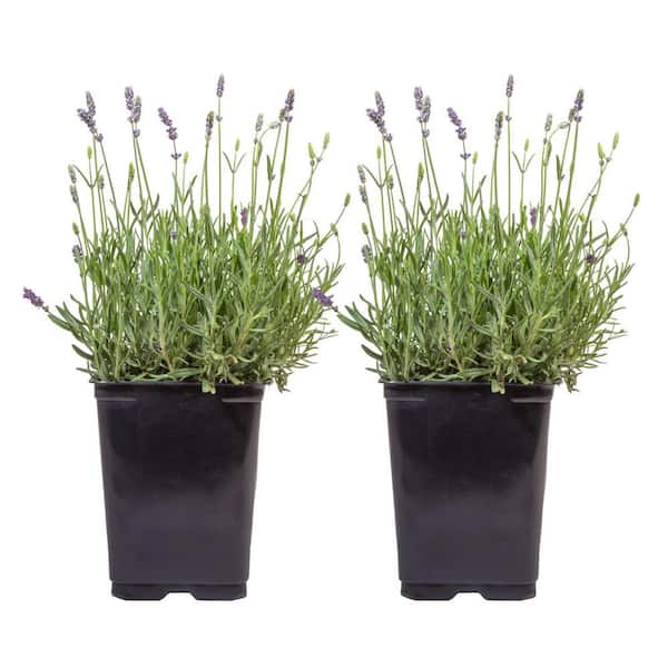 Costa Farms Outdoor Lavender Plant in 2 qt. Grower Pot, Avg. Shipping  Height 12 in. Tall (2-Pack) M-LVN-G-POT-02 - The Home Depot