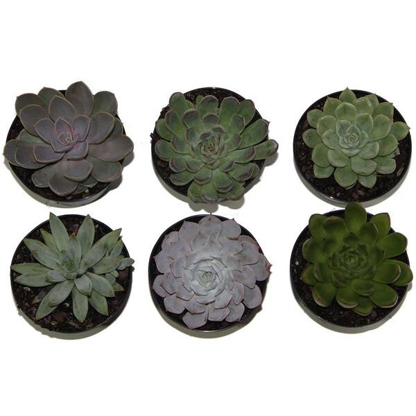 Costa Farms Echeveria Indoor Succulent Assortment in 4 in. Grower Pot