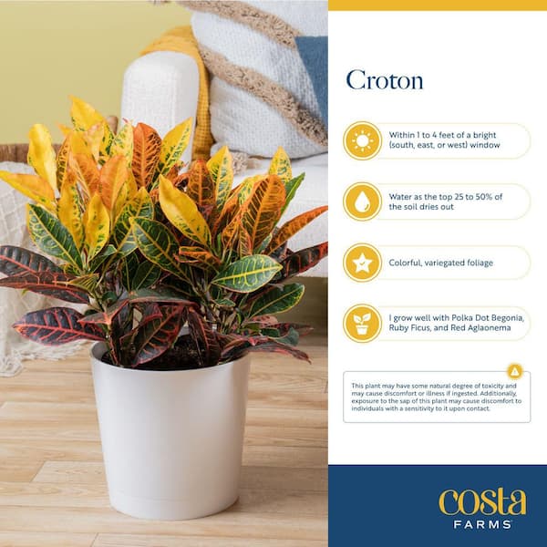 Costa Farms Live Indoor 12in. Croton Mammy, Grower Pot Costa Farms Live Indoor 12in. Croton Mammy, Grower Pot