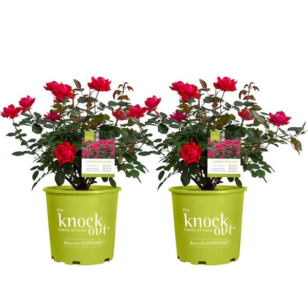 KNOCK OUT 2 Gal. Red Double Knock Out Rose Bush with Red Flowers (2-Pack)