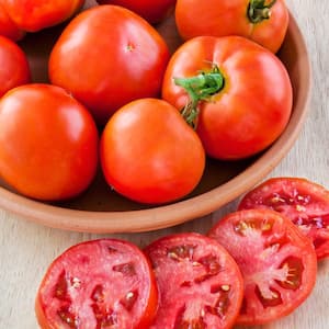 2.32 qt. Better Bush Tomato Plant