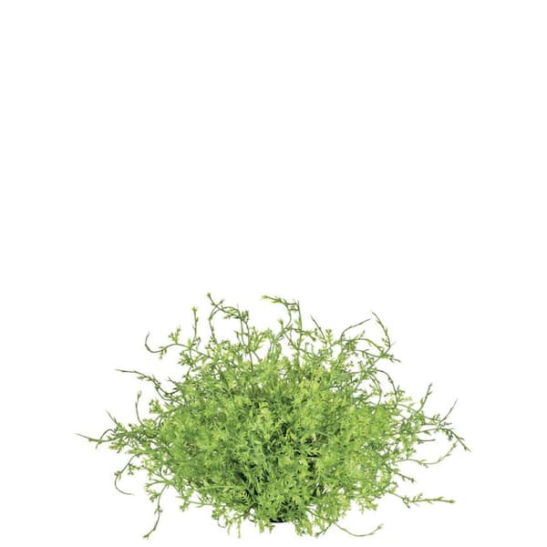 6" Artificial Green Coral Fern Half Orb