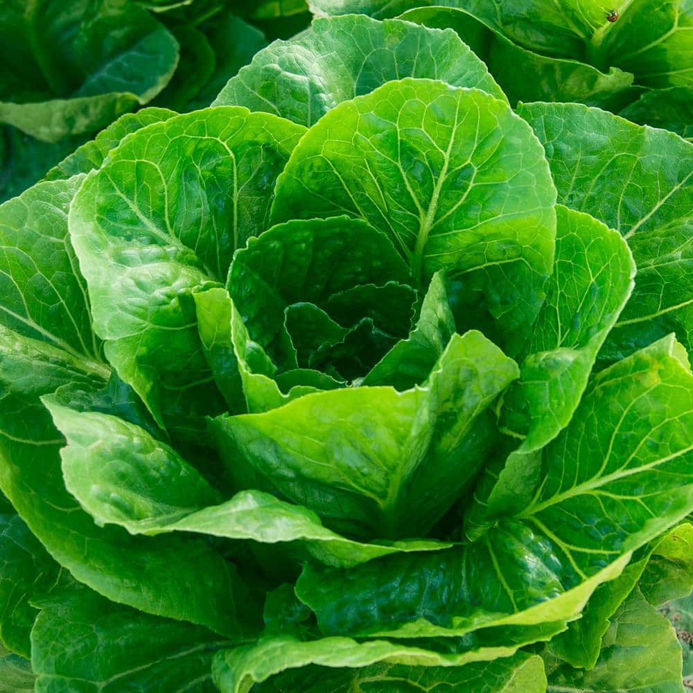 Gurney's Lettuce Romaine (0.50 oz. Seed Packet) 14628 The Home Depot