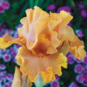 Cordoba Reblooming Iris, Live Bareroot Plant, Orange Flowering Perennial (1-Pack)