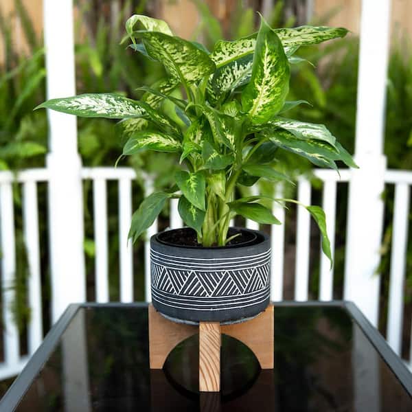 7 in. Black Mountain Cement Pot with Wood Stand Mid-Century Planter