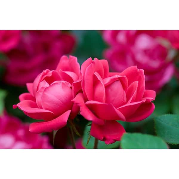 KNOCK OUT Packaged Red Double Knock Out Rose Tree with Red Flowers (2-Pack)